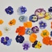 see more listings in the fleurs comestibles section