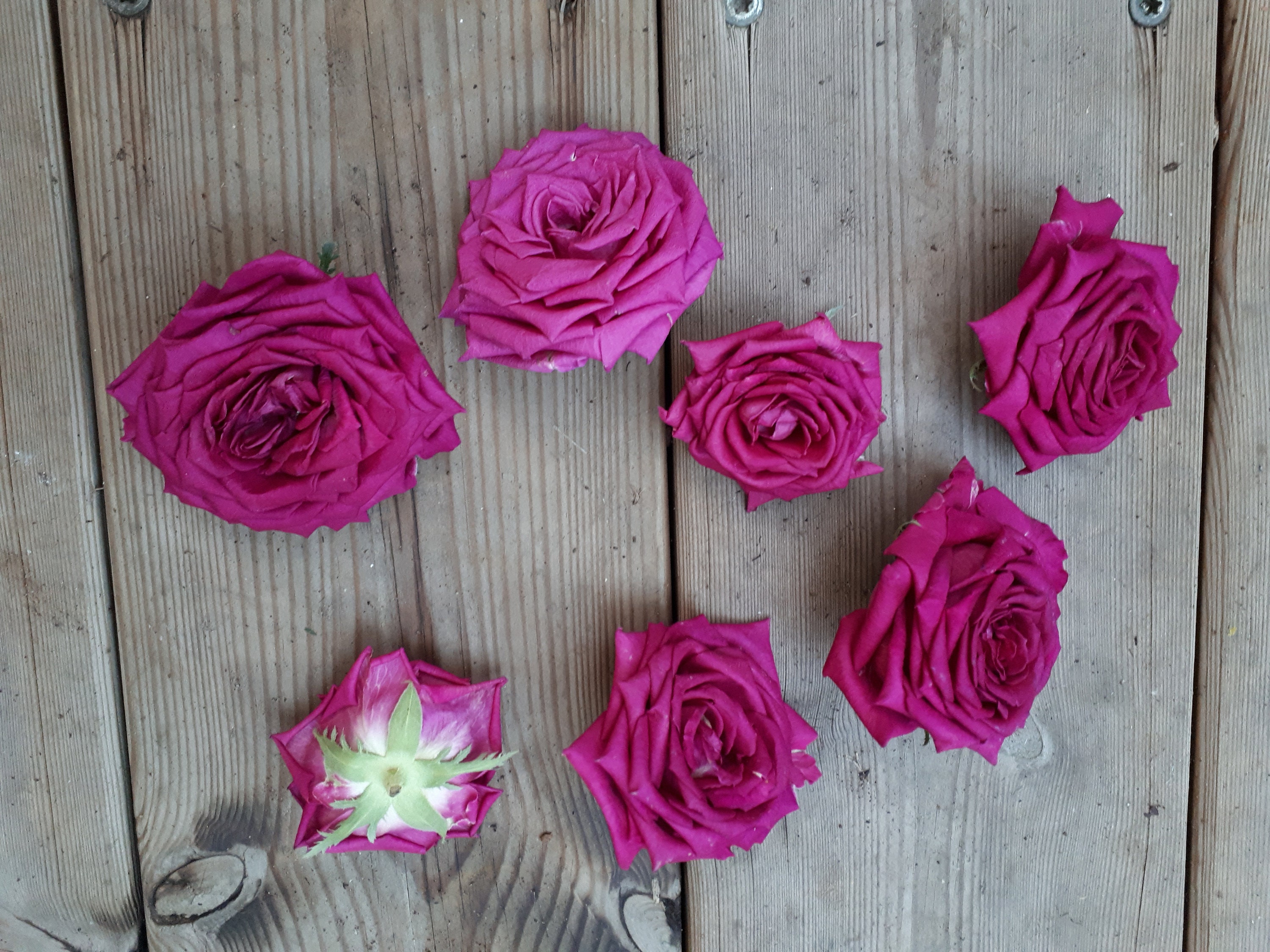 Fragrant Freeze Dried Rose Heads. Flowers for Resin. Flowers Etsy
