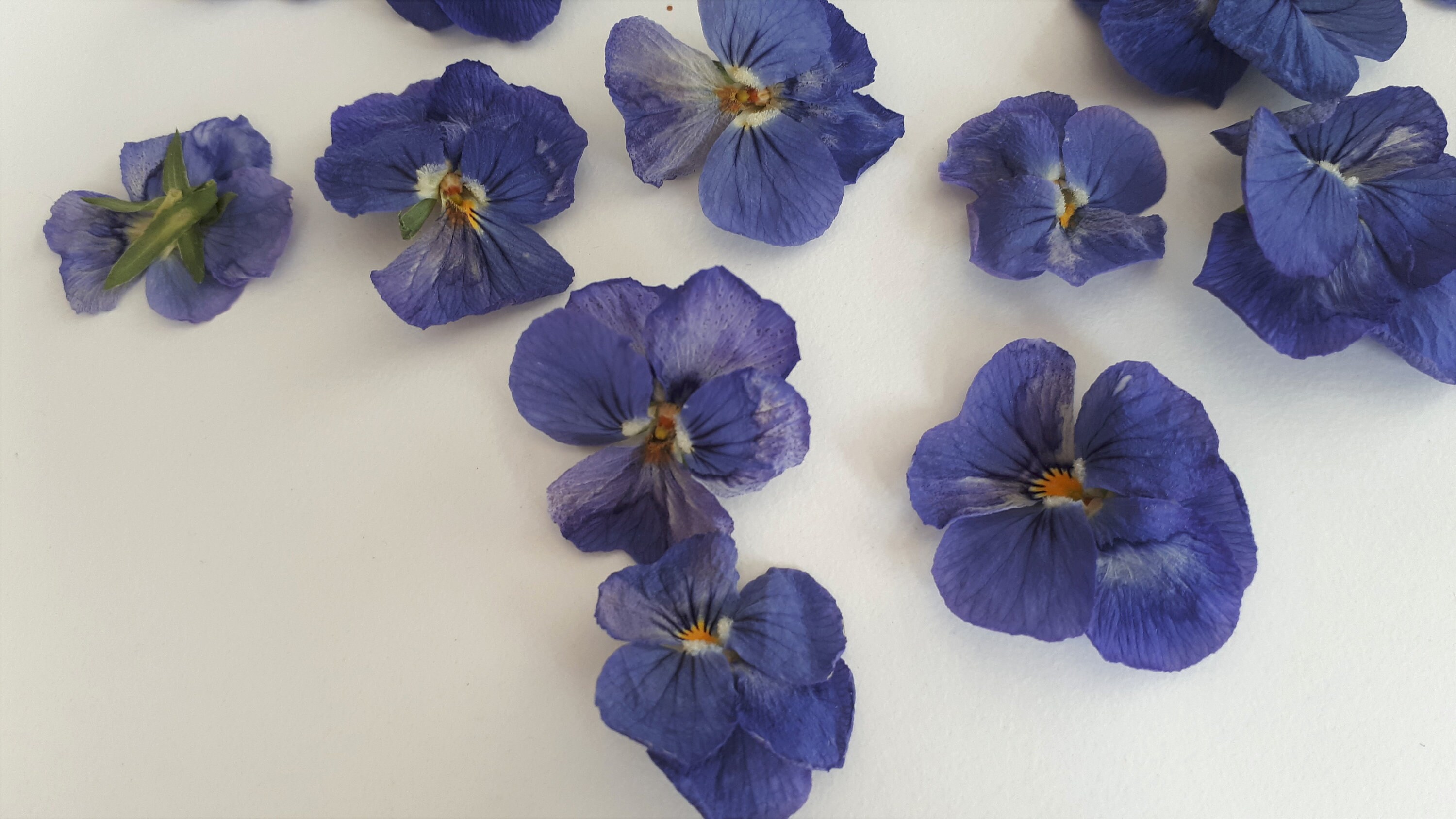 Dried Edible Pansies. Perfect for Cake Toppers and Craft Etsy