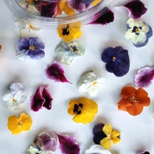 SALDI!! Fiori commestibili secchi, alta qualità! Deliziosi per decorazioni per drink, torte, articoli per bricolage. Confezione da 20 viole del pensiero -viola.