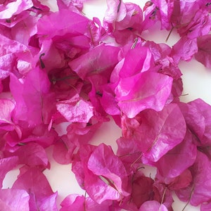 Peut inclure: Gros plan sur des pétales de bougainvilliers roses vifs, dispersés sur un fond blanc. Les pétales, de tailles et formes variées, créent un effet de texture. L'image met en valeur les détails délicats des pétales.