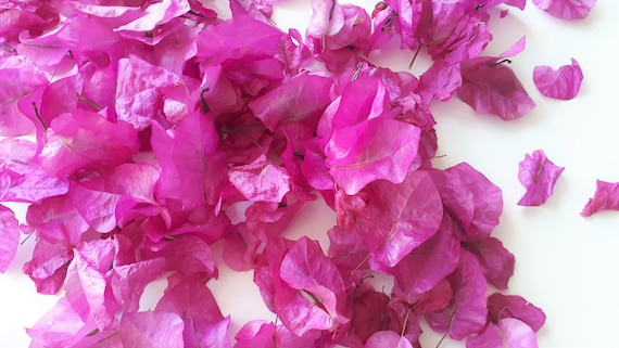 Pétales De Fleurs De Bougainvillier Pourpre Séchées Confettis De Mariage 1 Litre Superbes Fleurs Séchées De Poids Plume