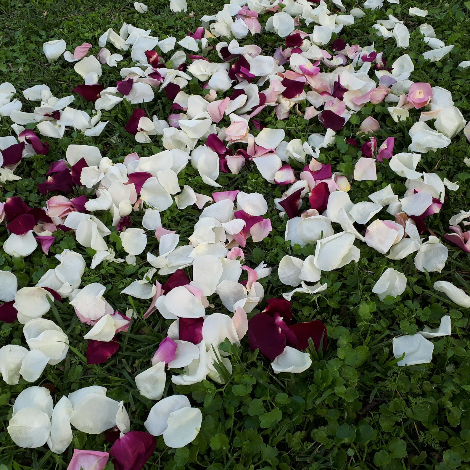 10 Wedding Petal Toss Cones With Freezedried Rose Petals. Etsy