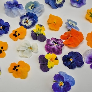 Pensées séchées comestibles. les bijoux et l'artisanat. Paquet de 20 pensées. Haute qualité!