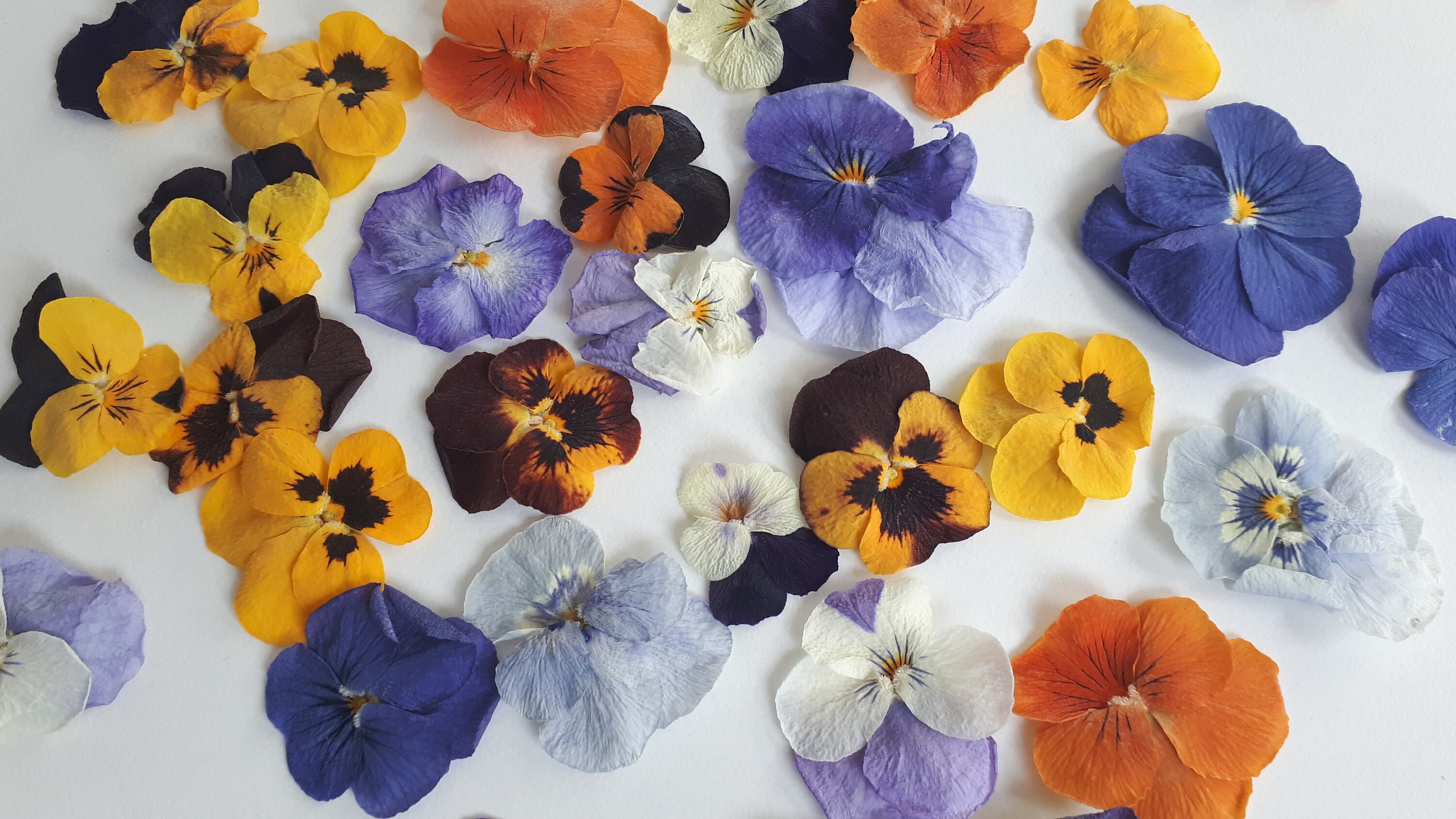 Dried Edible Pansies. High Quality 20 Viola Flowers. Perfect Etsy