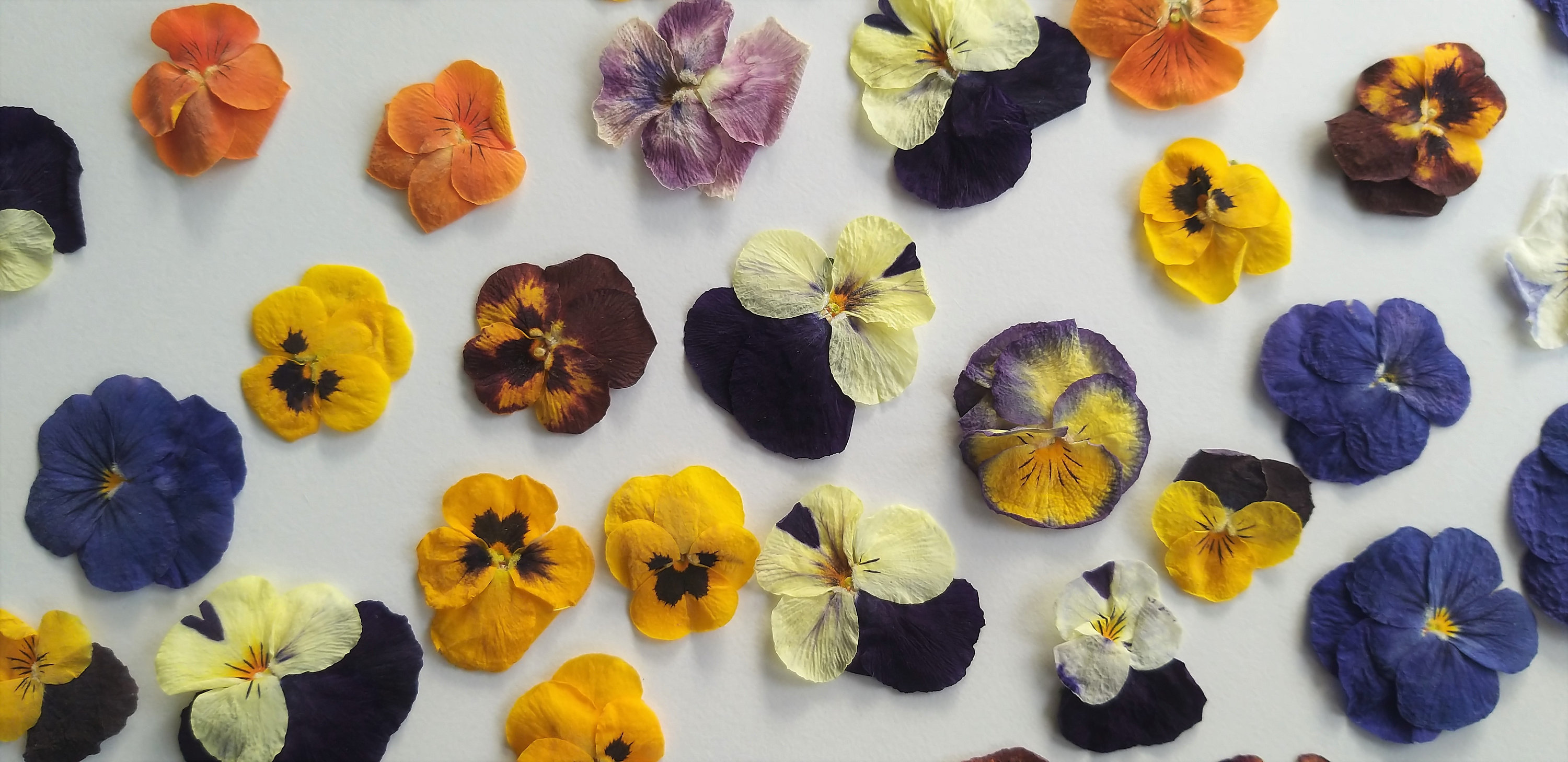 20 Edible Dried Pansies. NO chemicals Perfect for food Etsy