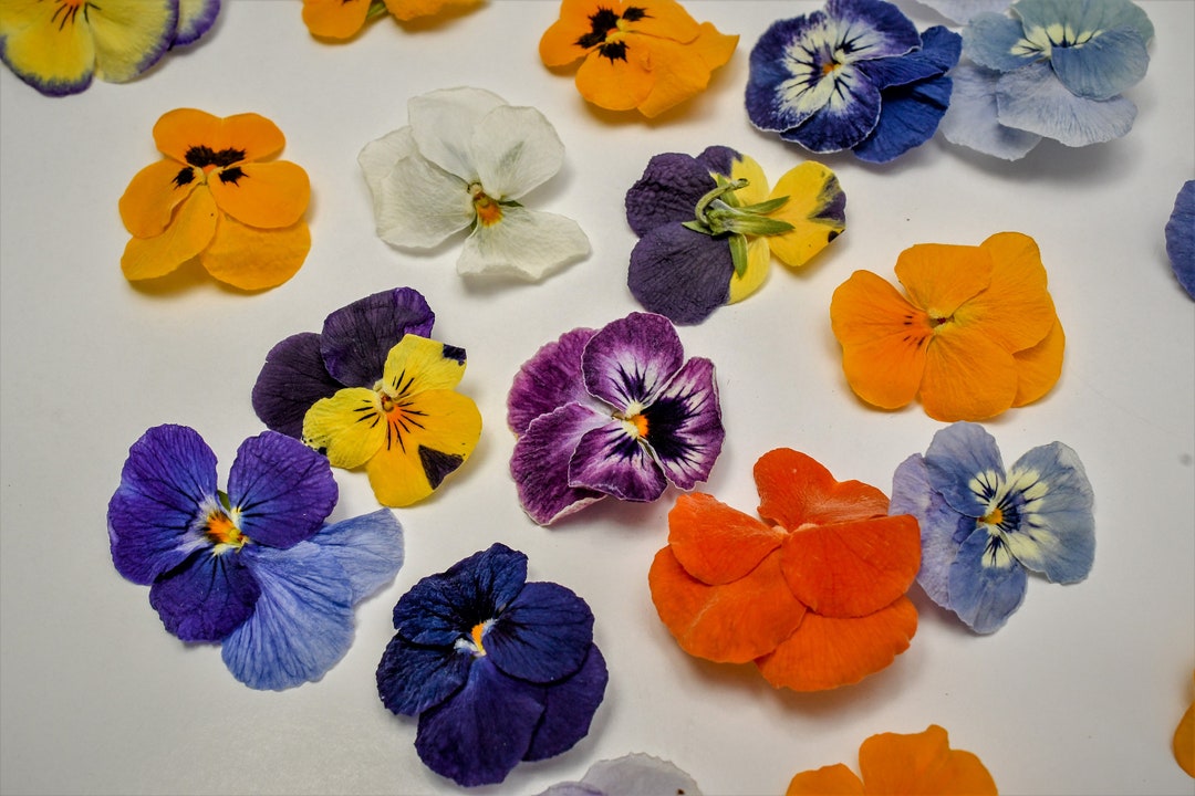 Dried Edible Pansies . High Quality 20 Viola Flowers. Perfect for Drink