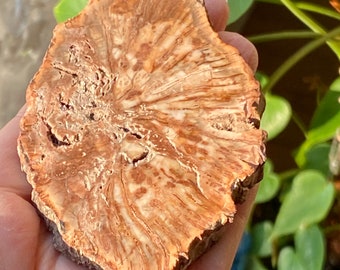 Petrified wood slab coaster