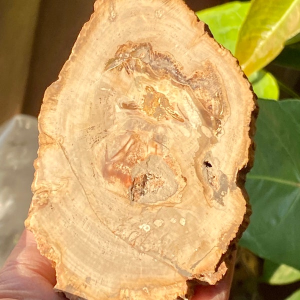 Petrified wood slab coaster