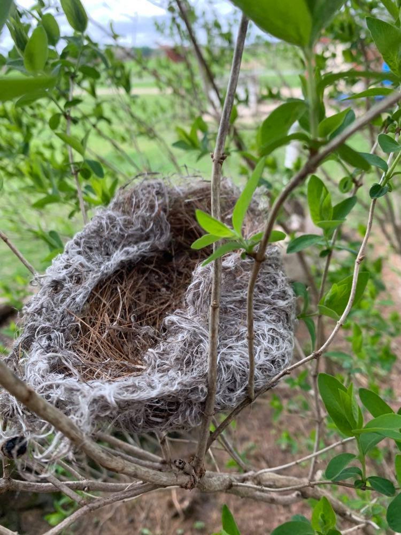 Ultimate Nesting Ball for Birds Etsy