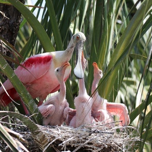 Roseate Spoonbill Family