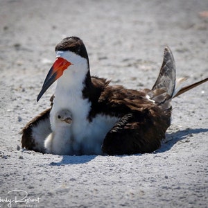 Momma&#39;s Love - A Black Skimmer and her newly hatched chick - Set of 5  4 x 6