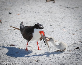 Lunch with Momma - Black Skimmer Feeding Her Chick