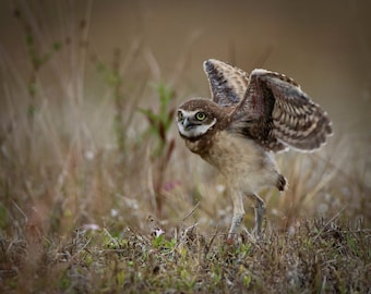 I Believe I Can Fly  - Burrowing Owl  Set of 5 Note Cards 4" x 6"