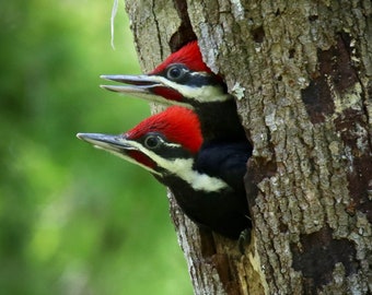 Pileated Woodpecker (Juvenile) Note Cards - Set of 5  4 x 6