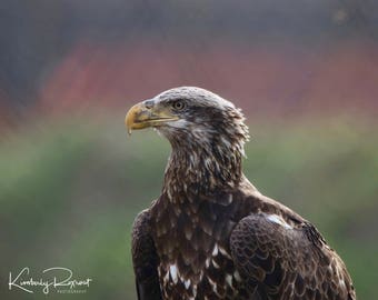 Majestic 4th Year Bald Eagle