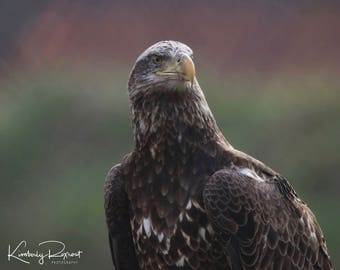 4th Year Bald Eagle