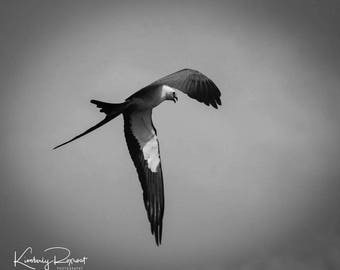 Schwalbe-Tailed Kite im Flug