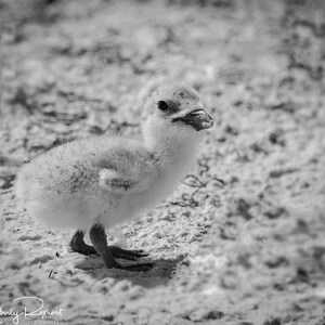 Little Wings - A Newly Hatched Black Skimmer Chick