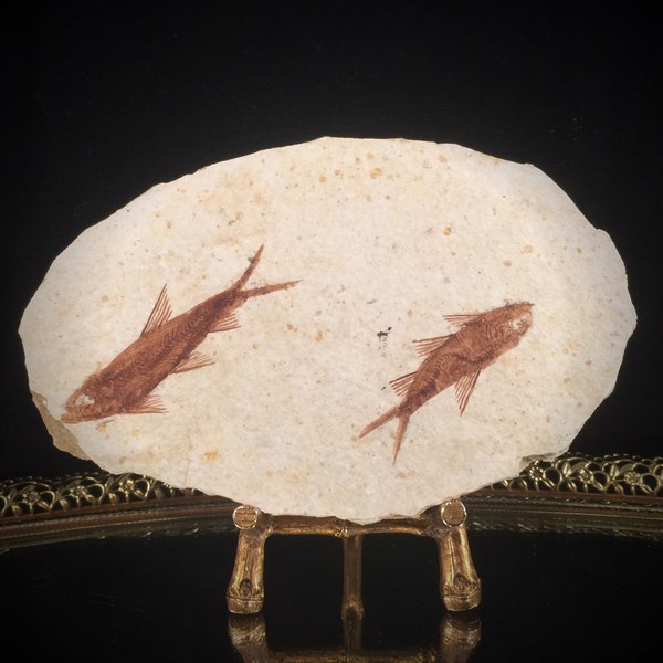 Prehistoric Fossilized Fish Rock Collecting Mineral Real Fossil With Two Fish