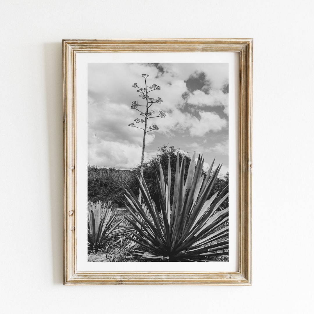 Agave Plant Photography: Oaxaca Mexico Art Print - Etsy