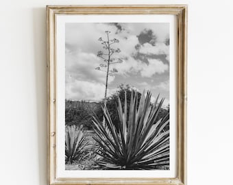 Agave Plant Photography: Oaxaca Mexico Art Print