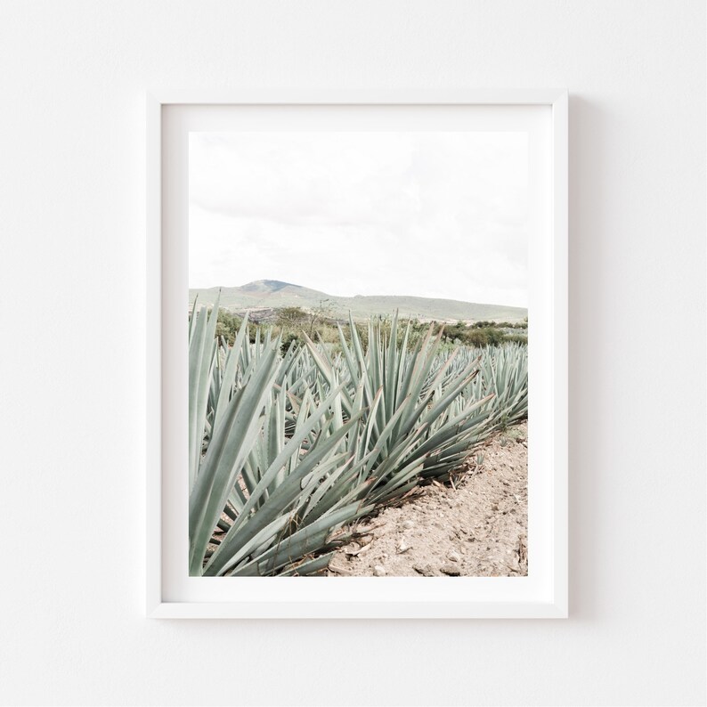 Espadín, Mexican Photography, Agave Plant, Mezcal, Mexican Folk Art, Oaxaca, Maguey image 3