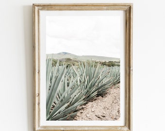 Espadín, Mexican Photography, Agave Plant, Mezcal, Mexican Folk Art, Oaxaca, Maguey