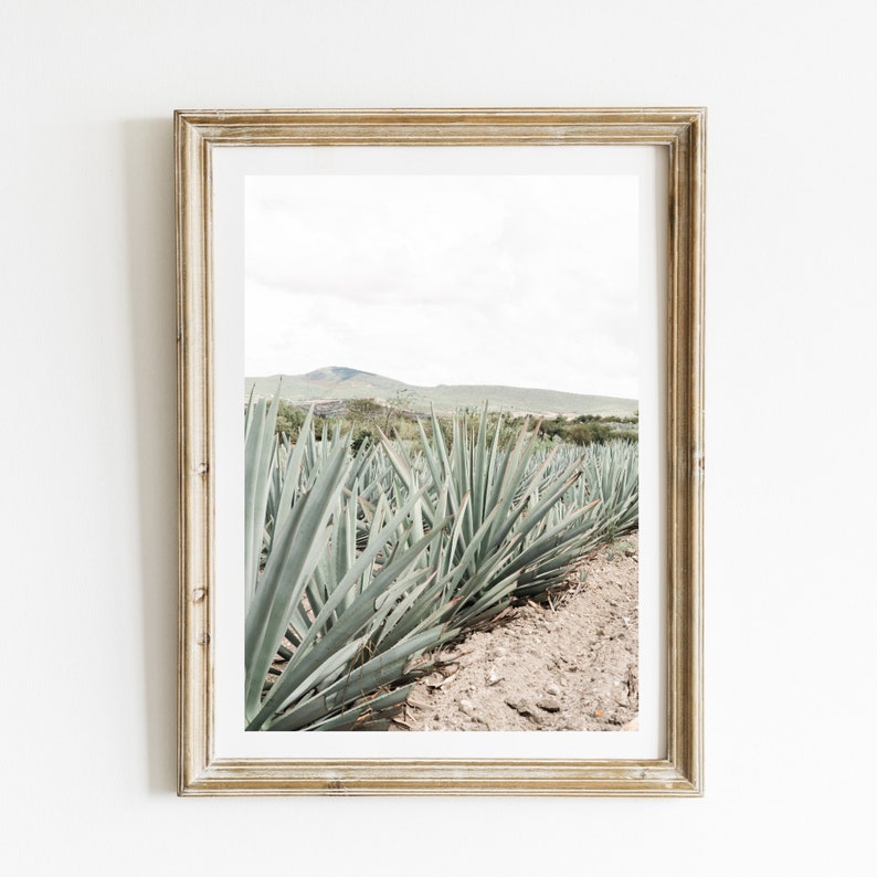 Espadín, Mexican Photography, Agave Plant, Mezcal, Mexican Folk Art, Oaxaca, Maguey image 1