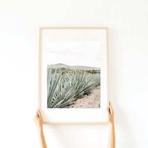 Espadín, Mexican Photography, Agave Plant, Mezcal, Mexican Folk Art, Oaxaca, Maguey image 5