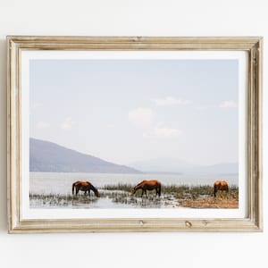 Los Caballos, Mexican Photography, Michoacán, Landscape Photography, Horses image 1