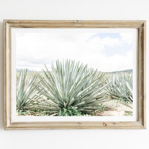 Agaves, Mexican Photography Agave Plant Mezcal Mexican Folk Art Oaxaca Maguey Tequila Mexico Art Prints Mexico Wall Art Mexico Travel