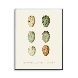 Vintage eggs print, vintage wall art, natural history illustration, reproduction, retro vintage, antique style, kitchen art, old fashioned