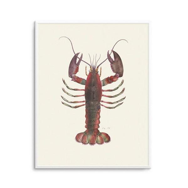 Vintage lobster print, vintage marine life, natural history illustration, reproduction, vintage nautical, antique style, retro,old fashioned