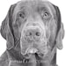 see more listings in the Pet Portrait section