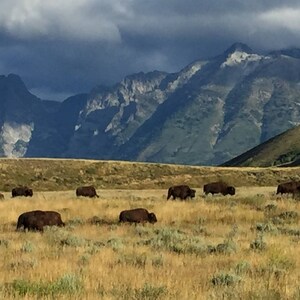 Grand Teton Meadow with a buffalo herd 5x7 or 8x10 color print
