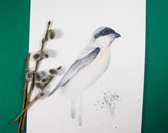 Lesser Grey Shrike Bird Original Watercolor Painting by Yana Khachikyan