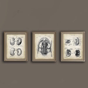 Kidney Anatomy Art set of 3 Unframed Prints - Nephrology Urology Graduation Gift - Doctor Office Wall Decor