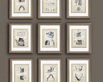 Orthodontic Office Decor Teeth Anatomy, Vintage Style, Set of 9 Unframed