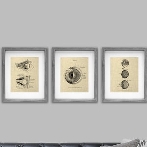 Anatomy Eye Wall Decor Art Prints set of 3 Unframed Decor Gift for Ophthalmologist