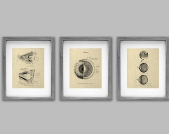 Anatomy Eye Wall Decor Art Prints set of 3 Unframed Decor Gift for Ophthalmologist