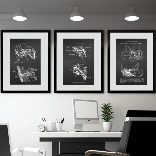 Ear Anatomy Art Audiologist Doctor Office Wall Decor set of 3 Unframed Art Prints