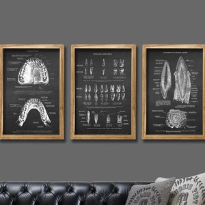 Conjunto de 3 cuadros de anatomía de los dientes humanos, impresiones artísticas de pared para consultorio dental sin marco