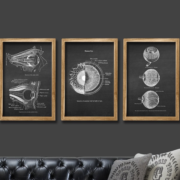 Zestaw 3 wydruków sztuki anatomii oka ludzkiego, bez ramki, prezent dla okulisty