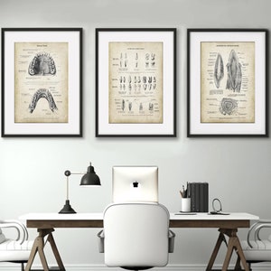 Conjunto de gráficos de anatomía de los dientes humanos de 3 impresiones artísticas de pared vintage para consultorio dental sin marco