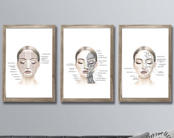 Facial Anatomy Art set of 3 Unframed Art Prints Spa Clinic Decor, Esthetician Decor, Dermatology Decor