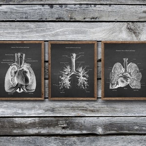 Anatomie der Lunge Herz Set mit 3 ungerahmten medizinischen Dekor-Kunstdrucken