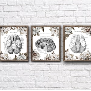 Anatomy of Human Brain set of 3 Unframed Educational Decor Prints Mindfulness Gift , Neuroscientist Psychologist Doctor Office Decor
