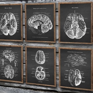 Neuroscience Anatomy of Human Brain set of 6 Unframed Decor Art Prints Gift for Neurosurgeon image 1