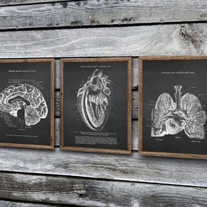 Anatomy of Human Brain Heart and Lungs set of 3 Unframed Medical Decor Art Prints